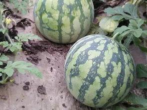 吃瓜比赛卖西瓜,吃瓜大赛，西瓜盛宴一触即发！  第2张